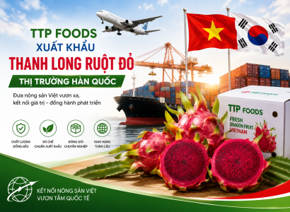 TTP Foods Xuất Khẩu Thanh Long Ruột Đỏ Sang Thị Trường Hàn Quốc